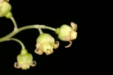 Ribes rubrum 'Rovada' RCP4-2015 230.JPG